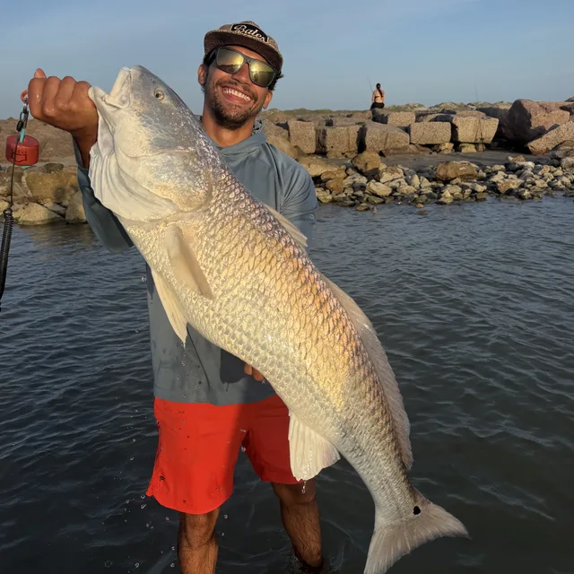 Redfish