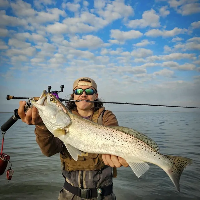 Speckled Trout